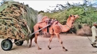 Itnaa bra wazan uthha lya.|| camel Cart. #viralvideo #camel #trending