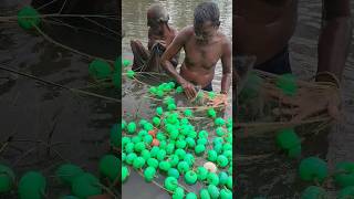 Caught The Fish With The Net😱🐟🐠🎣#fish #youtubeshorts #top #video #like #viral #india #animals