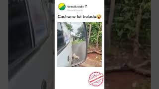 TROLARAM O CACHORRO🤣 #memes #funnyvideo #shorts