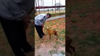 bottle feeding for babysheep #potla #sheepfarming #hyderabadi #rams #babysheep #qurbaansheepfarm