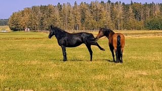 Horse ranch life: what happens to a new horse when it joins the main band.