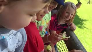 Funny Babies at the ZOO