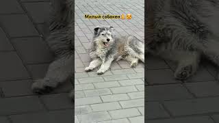 Милая собака после трапезы мило нежится 😍👍👍#собака #funny #shorts