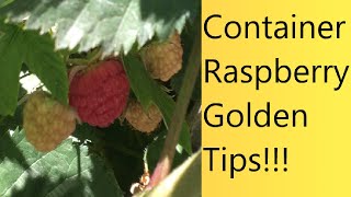 (Video 11) My raspberry plant tips | Container raspberries