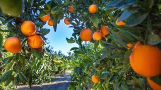 El origen de las naranjas y peras que te comes