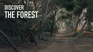 Rosario Bevilacqua - Discover The Forest