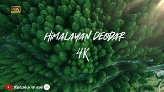 Himalayan Deodar ( Cedar ) Forest 🌲 4k Drone cinematic , DJI Mavic Mini 2, Uttarakhand simply heaven