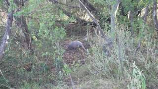 Armadillo - Pedernales Falls State Park