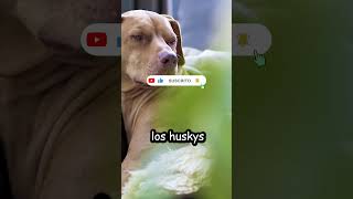 ¿CUÁLES SON LAS RAZAS DE PERRO MÁS PROPENSAS A AULLAR? #shorts