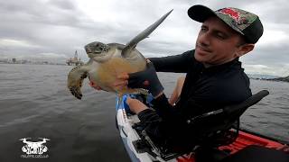 BADEJO, ROBALO E OUTROS NO QUINTAL DO GRAGOATÁ - NITERÓI * RIO DE JANEIRO