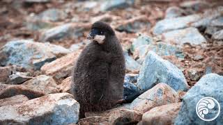 World Penguin Day 2021