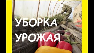 ВЫХОДНЫЕ НА ДАЧЕ! подумали про шашлыки? НЕТ - РЕАЛЬНОСТЬ МНОГО КОТИКА