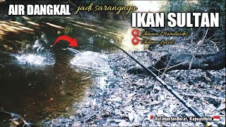 SARANGNYA IKAN PREDATOR HIAS@Aibrean20 #fishing #mancing #casting