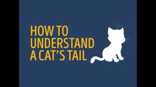 How to understand a Cat's Tail - Cats' Behaviour