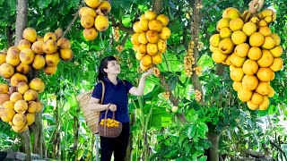 harvest Langsat fruit, goes To Market Sell - Harvesting and Cooking |Tieu Vy Daily Life