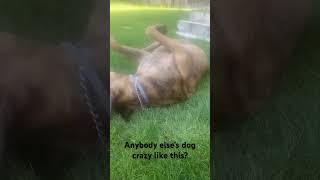 Please tell me if your dog is crazy like this