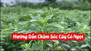 Hướng Dẫn Trồng Và Chăm Sóc Cây Cỏ Ngọt