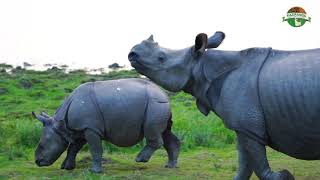 Kaziranga - The Rhino Kingdom