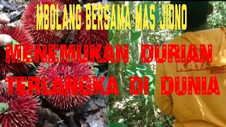 JAM ISTIRAHAT BLUSUKAN BERSAMA MAS JIONO KETEMU DURIAN TERLANGKA DI DUNIA