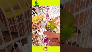 Budgie's fun time! #budgies #birds #parrot #parakeet #keepitupk #viral