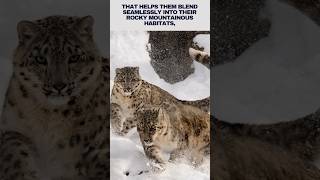 Snow leopard||ghost of the mountains || @discoverwithsabi  #snowleopards #shorts