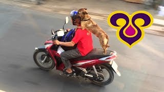 Тайские собаки на мотобайках Dogs of Thailand on motobikes