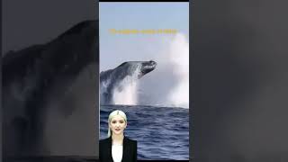 AI Avatar Fun Facts | Whale Sighting... | #ai #shorts