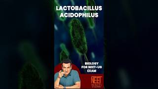 Lactobacillus Acidophilus | Human health and disease | class 11th Biology | NEET | #neet #science