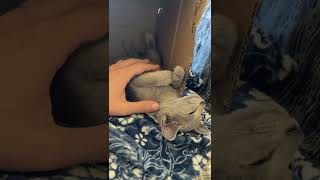 Cute kitten Russian Blue Cat sleep in box #russianbluecat