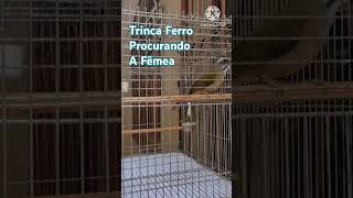 Trinca Ferro no  pio da fêmea