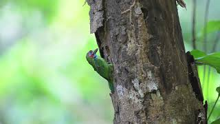 Blue eared Barbet