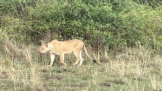 BEST WILDLIFE TO SEE AT A SAFARI PARK // NAIROBI NATIONAL PARK TOUR