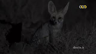 Wildlife of Iran "Common Fox, Sand Fox, Corsac Fox and Blanford Fox"