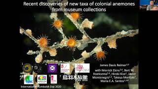 Recent discoveries of new taxa of colonial anemones from museum collections