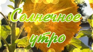 ВСПОМИНАЯ ЛЕТО! СОЛНЕЧНОЕ УТРО! Для души и настроения,чарующая музыка!Релакс!