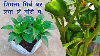 शिमला मिर्च आप भी लगा सकते हैं अपने घर । Shimla Mirch Capsicum Grow at Home in Pots / Capsicum Grow