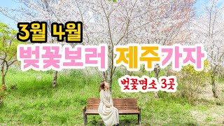 제주벚꽃여행 여긴 꼭 가볼 것 🌸 놓치면 너무 아쉬운 명소 3곳 🌼 삼성혈, 감사공묘역, 예래생태공원