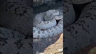 WHITE Rattlesnake!