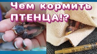 ЧЕМ ВЫКАРМЛИВАТЬ ПТЕНЦА ВОРОБЬЯ И ДРУГИХ ПТИЧЕК?! КАК И ЧЕМ КОРМИТЬ ПТЕНЦА? #спасениептенца