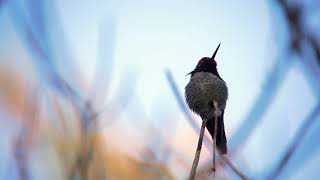 Anna's Hummingbird | Birding with SONY A6000 + SONY E 70-350mm F4.5-6.3 G OSS