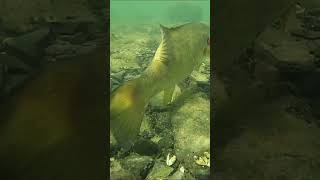 Underwater Smallmouth On A Bed