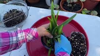 How to Repot Brassavola Nodosa x sib (Lucky x Sweetheart)