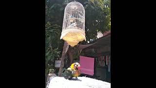 jojo and blue are drying after bathing#shorts #lovebird #burung #kicaumania