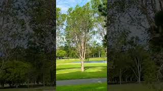 golf course gold coast australia  #shortsviral  #shortsvideo