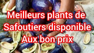 Meilleurs plants de safoutiers disponible dans notre pépinière