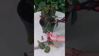 Propagating Maranta in Water | Prayer Plant #shorts #beautiful #plants #propagation #viral #beauty