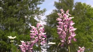 2015 05 27 Montage 2. Duinen van Oostvoorne.