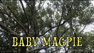 BABY MAGPIE