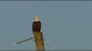 Eagle Nest Update March 4 2024