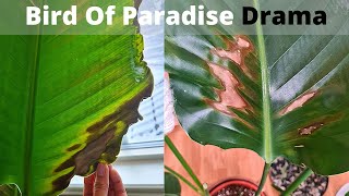 Strelitzia Nicolai Bird of paradise problems, need your help! | Save my Strelitzia from dark spots